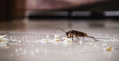Insects